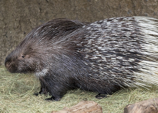 Porcupine